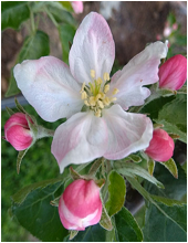 First bloom