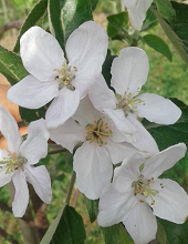 Full bloom